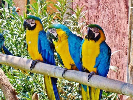 THREE MACAWS ON A LIMB