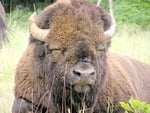 Bison