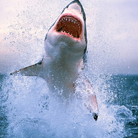 great white