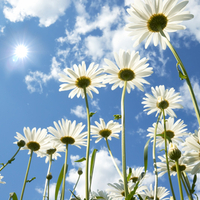 Beautiful Sun and Flowers