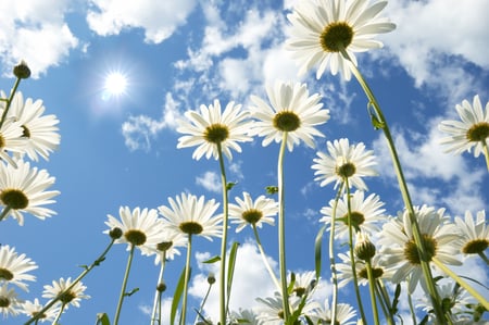 Beautiful Sun and Flowers - flowers, beautiful, white, sun