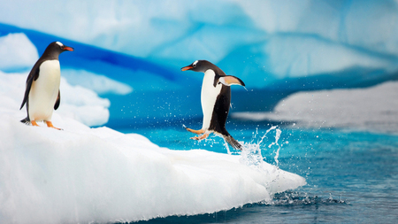 Penguins at Play - animals, photography, penguin, black, white, cold, cute, ice berg, ice, ocean, jumping, winter, penguins, antarctica, blue, arctic, sea