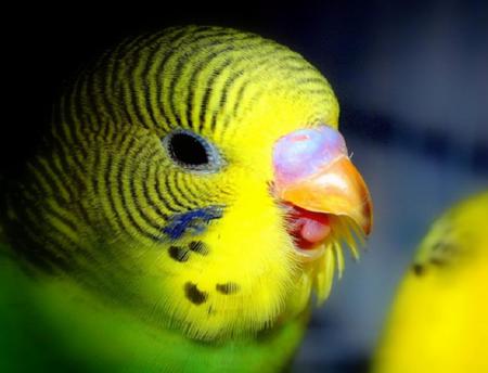 Tweet Tweet - tongue, yellow, beak, budgerigar, parrot, green, eye, cute