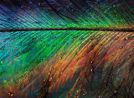 Feather Light - droplets, turquoise, water, pretty, colours, red, blue, beautiful, feather