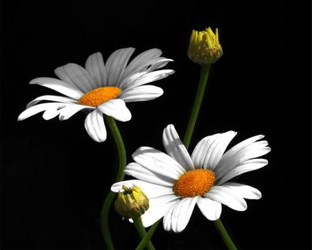 daisy - nature, daisy, flowers, beautiful