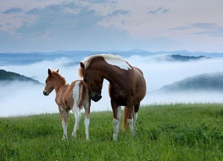 my baby - proud, mom, nature, horses, baby