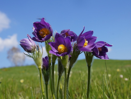 Purple flowers - flower, purple, nature, petal