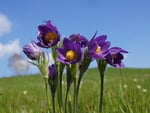 Purple flowers