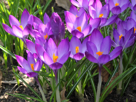 Purple garden - garden, flower, purple, nature, petal