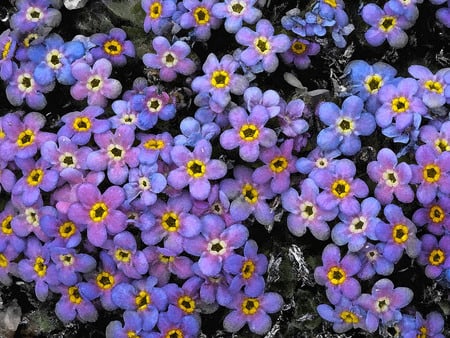 Little purple flowers - nature, petal, purple, garden, flower