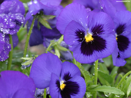 Purple painsy - garden, flower, purple, nature, petal