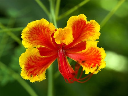 Red and yellow flower - red, garden, flower, nature, petal