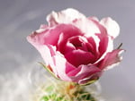 Pretty pink rose