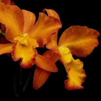 Orange orchids