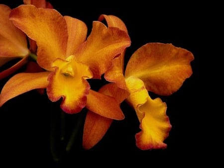 Orange orchids - garden, flower, black, orchid, orange, nature, petal