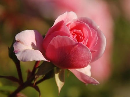 Shaded rose - petal, nature, pink, rose, garden, flower