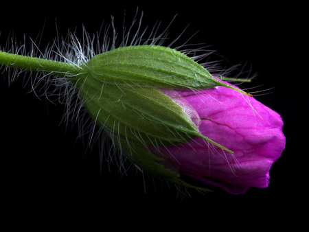 Fuchsia tulip - petal, nature, garden, fuchsia, flower, tulip