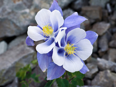 Blue shaded flowers - garden, flower, nature, petal, blue