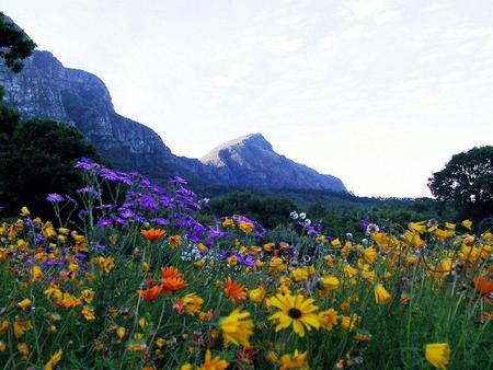 Flower field - field, sky, flower, nature