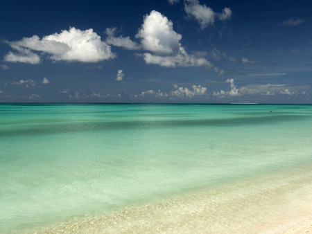 Beach - sand, sky, flower, field, nature