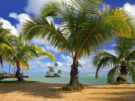 Palm in beach - nature, field, flower, sky, palm