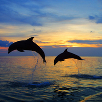 Dolphins jumping