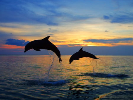 Dolphins jumping