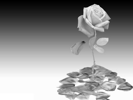 rose of life - rose, black and white, quotes, pedals