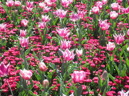 Everything Pink - blooms, colourful, flower, pink, leaves, daisies, tulips, cerise, garden