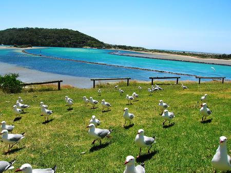 Gull Paradise - hill, seagulls, ocean, trees, water, bird, gulls, blue, grass, sea, sand, birds