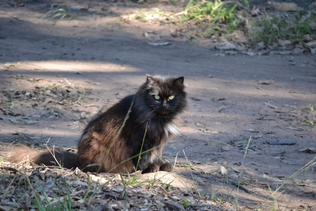 Mrs B - black, cat, kitty, beautiful