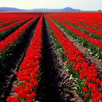 ROWS OF RED TULIPS