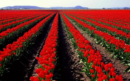 ROWS OF RED TULIPS - garden, tulips, field, spring, netherlands