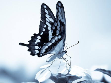 butterfly - proboscis, animal, wallpaper, butterfly, wing