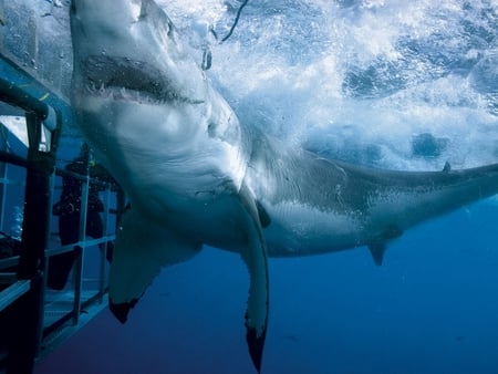 white shark - white shark, jaws, ocean cage diver, wallpaper