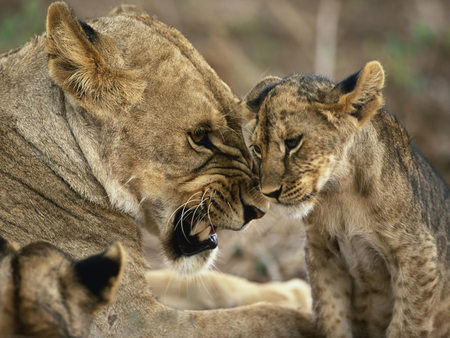 Please, Mom! Itâ€™s My Life - wallpaper, cub, lioness, animals