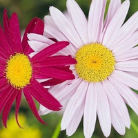 Pink and White Daisies