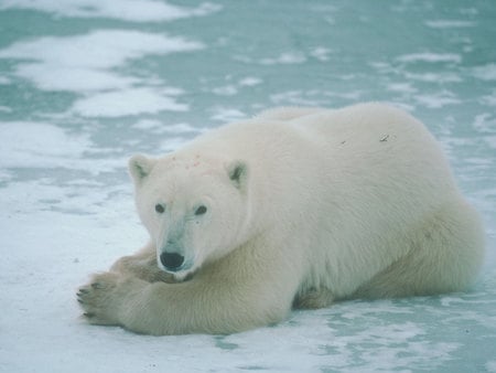 Polar bear resting... - wildlife, bear, animal, polar, arctic, ice