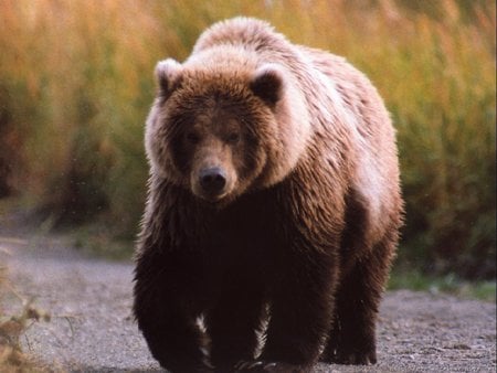 Big brown bear - bear, animal, grizzly, browm, wildlife