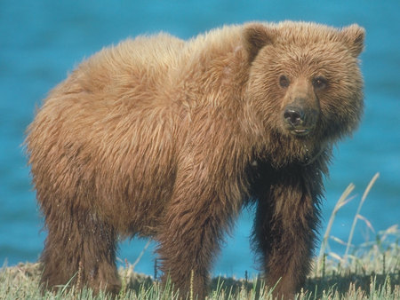 Brown bear - bear, animal, grizzly, browm, wildlife