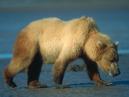 Brown bear walking - bear, animal, grizzly, browm, wildlife