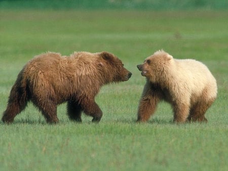 Brown bear cubs - bear, animal, cub, grass, grizzly, browm, wildlife