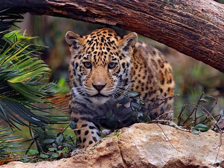 Jaguar-baby For aLL my friends - baby, animals, eyes, friends, jaguar, cute, tiger