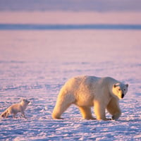 Polar bears walk