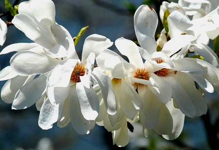 Delicate white flowers - white, nature, wallpapers, flowers