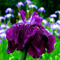 Purple flowers  with drops