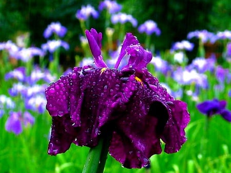 Purple flowers  with drops - alone, wallpapers, flower, nature