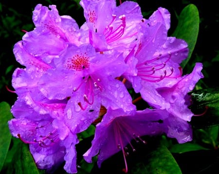 Beautiful   purple flower  with drops - nature, wallpapers, flower, drops