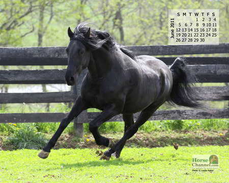 2011 June Horse - black, running, horses, animals