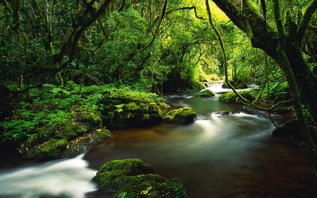 FOREST STREAM - stream, green, forest, river